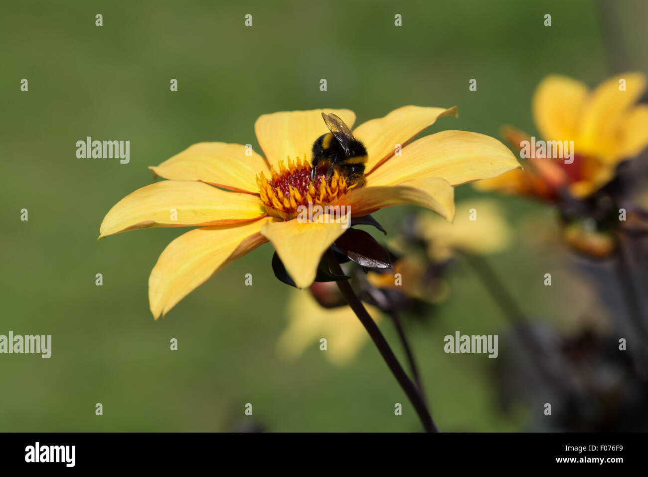 Dahlie Bischof von York gelb und Bronze mit Biene auf Blüte Stockfoto