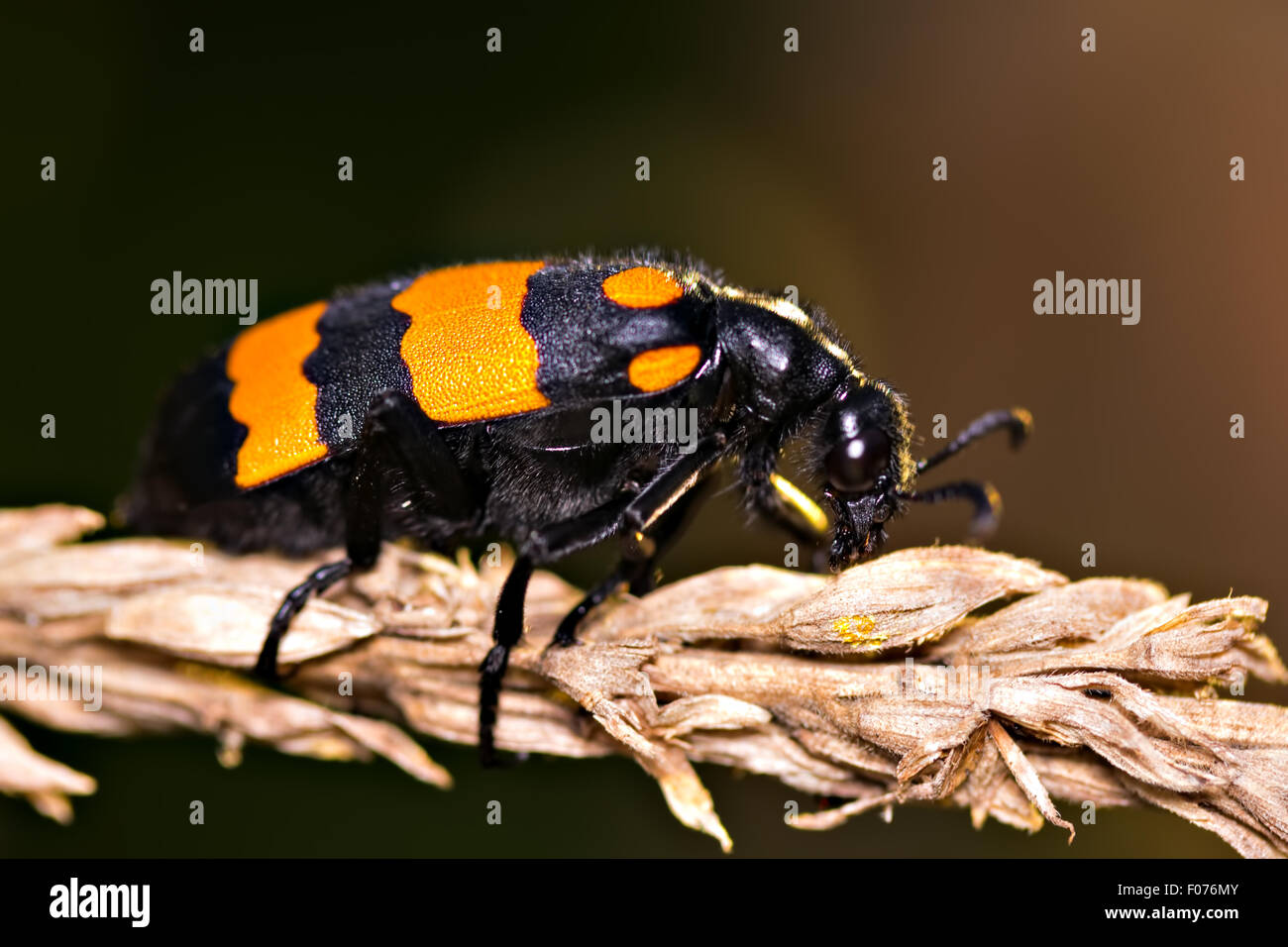 Blister Beetle oder Borsten Käfer Stockfoto