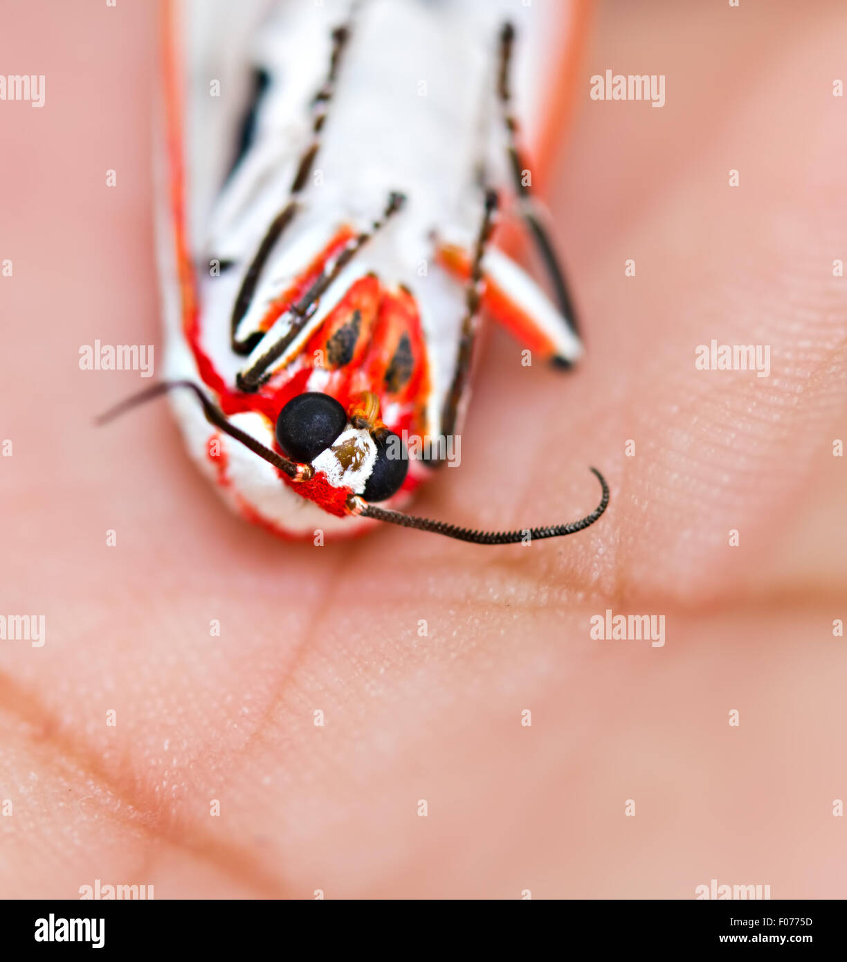 eine sterbende weiß Winged Red Costa Tiger Moth (Aloa Lactinea) Stockfoto