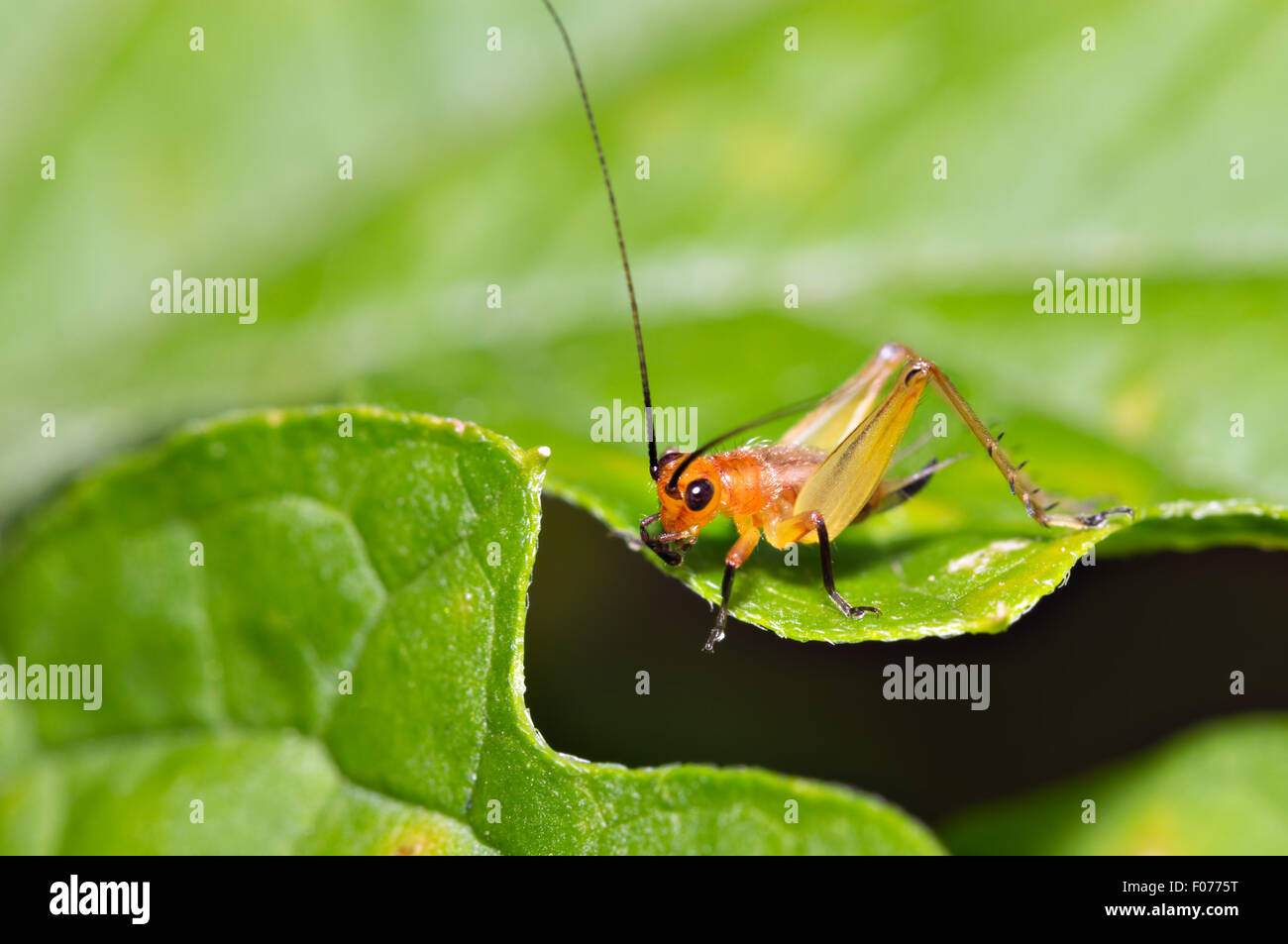 kleinen Cricket ruht auf einem Blatt Stockfoto