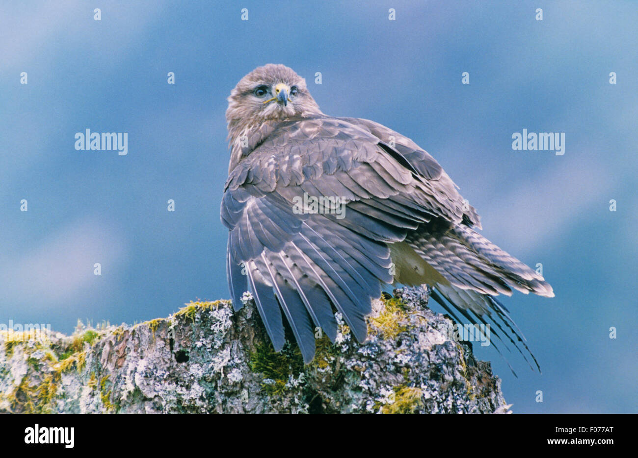Mäusebussard gefangen genommen im Profil Flügel öffnen von Seiten auf Flechten bedeckten Baumstumpf Blick auf Kamera blauen Himmel thront Stockfoto