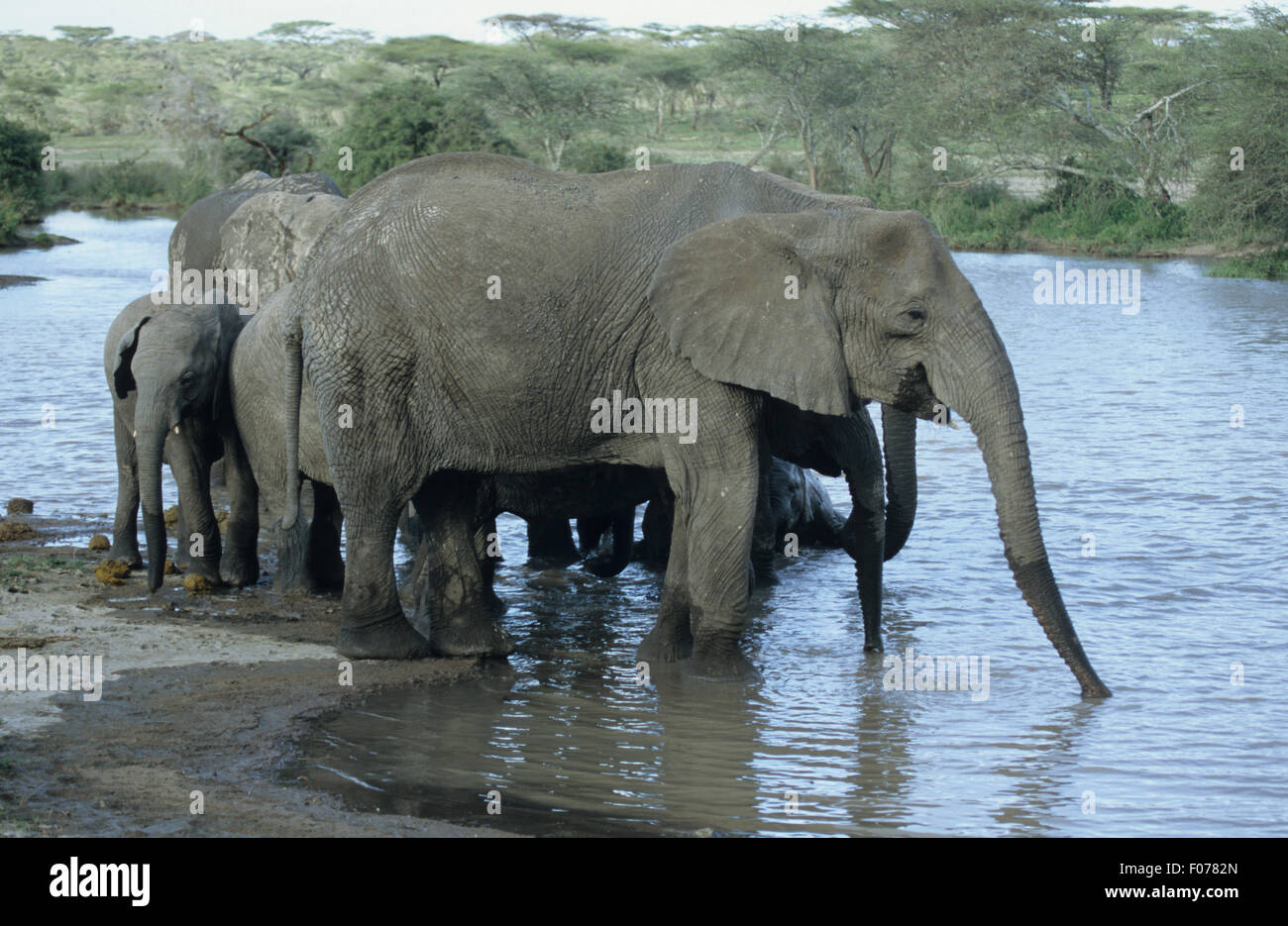 Afrikanische Elefanten im Profil nach rechts stehend in seichten Fluss Trinkwasser Stamm ausgestreckten genommen Stockfoto