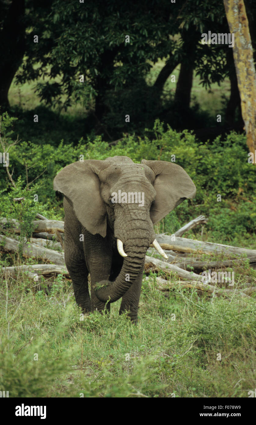 Afrikanischer Elefant vorne mit Ohren, Blick in die Kamera lange Gras füttern entnommen Stockfoto