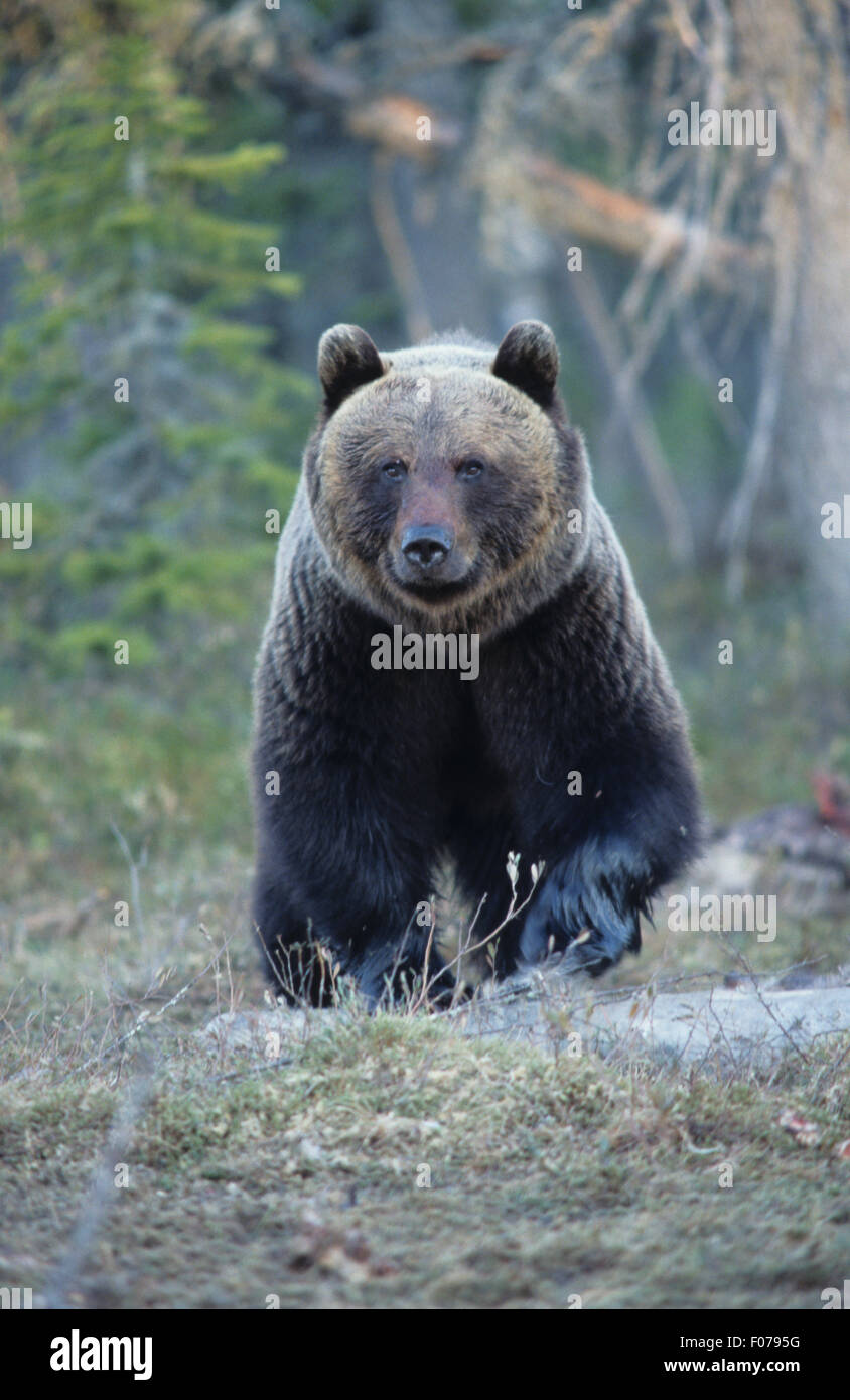 Europäischer Braunbär entnommen vorne mit Blick auf die Kamera zu Fuß nach vorne nasse Füße Blut am Mund Frost auf Fell im Wald Stockfoto