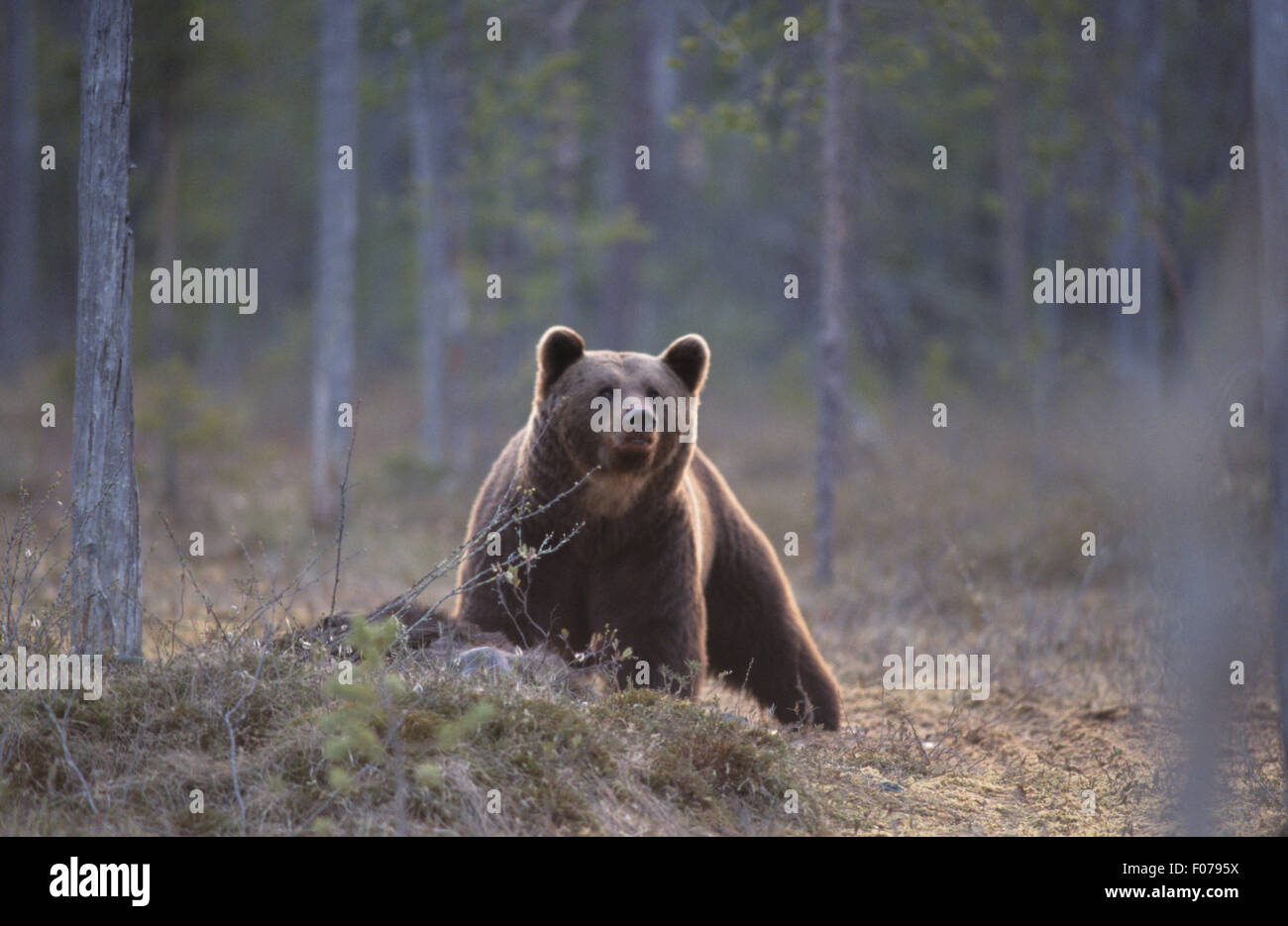 Europäischer Braunbär vorderen Blick in die Kamera, die Luft hinter kleinen Anhöhe frostigen Boden im Wald über töten schnüffeln entnommen Stockfoto