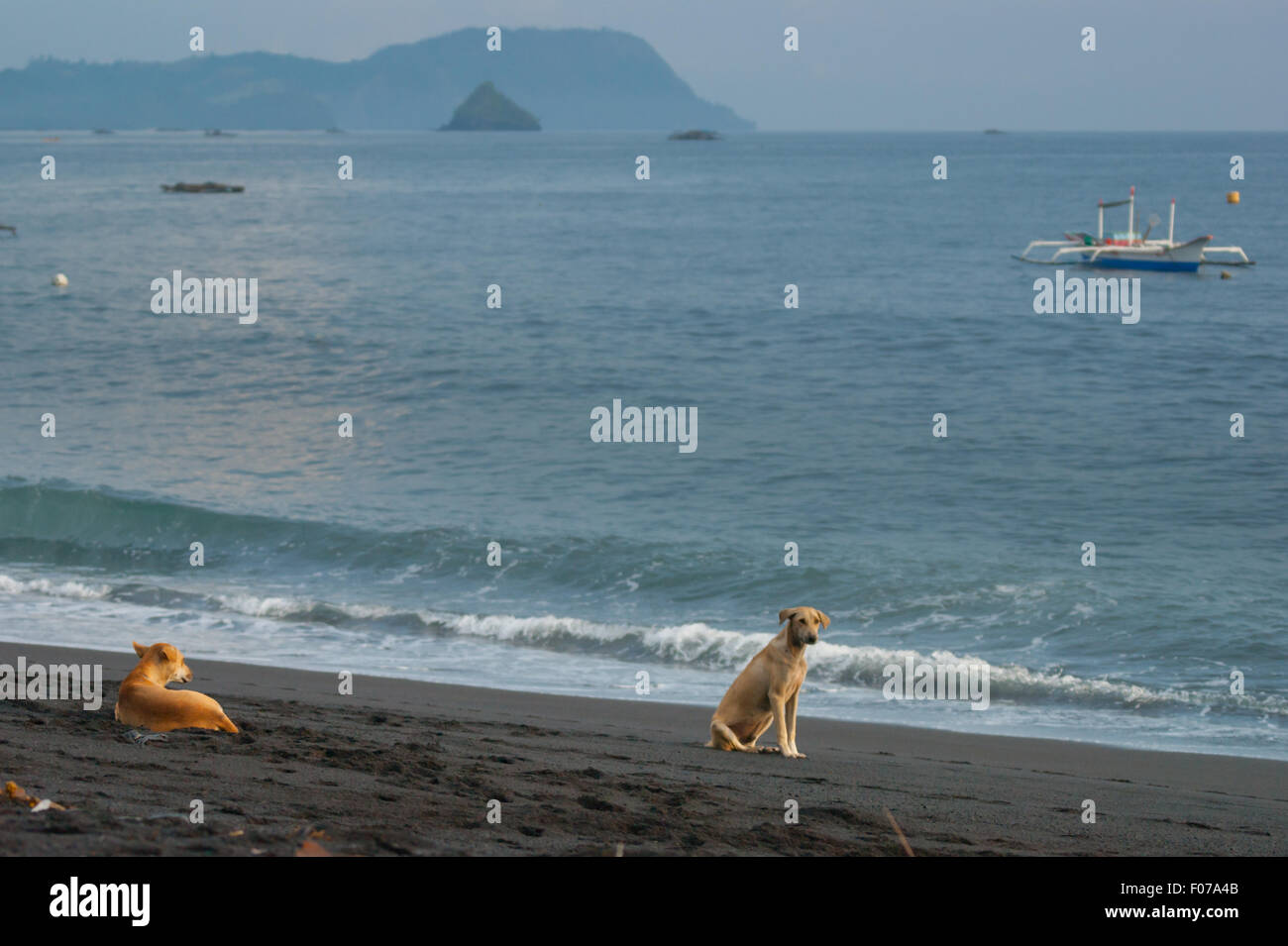 Hunde am schwarzen Sandstrand. Stockfoto