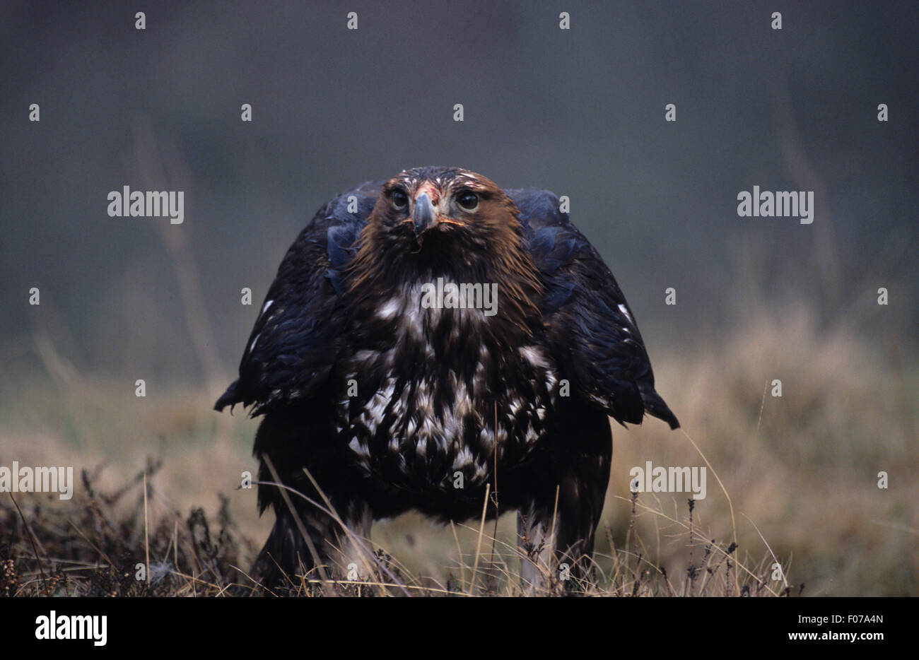 Steinadler Captive nass genommen vom vorderen Blick auf Kamera stehend am Boden in Heide Stockfoto