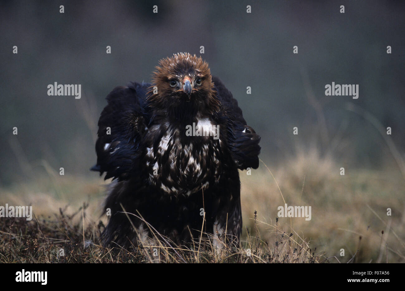 Steinadler Captive nass genommen vom vorderen Blick auf Kamera stehend am Boden in Heide Stockfoto