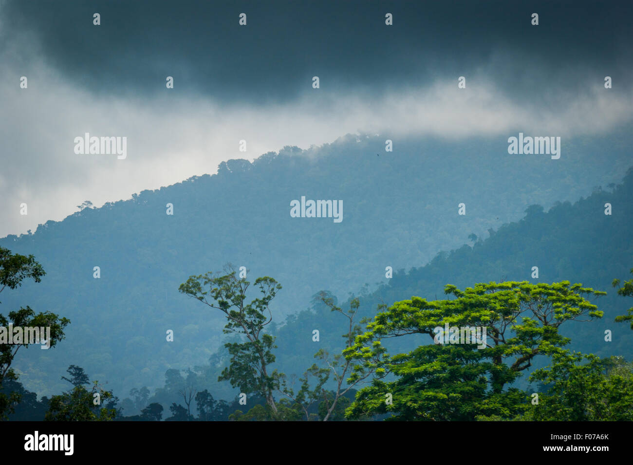Tropischer Regenwald in bergigen Gegend. Stockfoto
