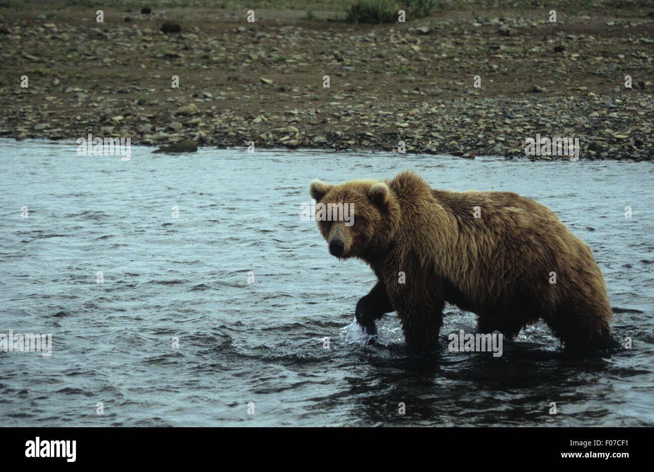 Grizzly Bären Alaskas Blondine im Profil zu Fuß durchs Wasser zu linken Blick in die Kamera mit einer Pfote aus dem Wasser genommen Stockfoto