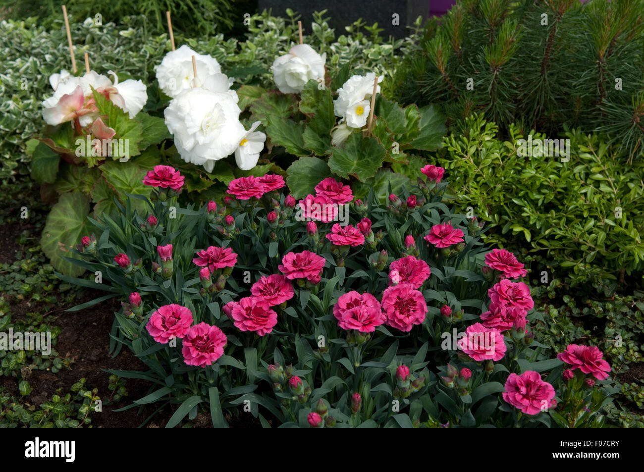 Grabbepflanzung; Randbepflanzung, nelken Stockfoto, Bild 86215583 Alamy