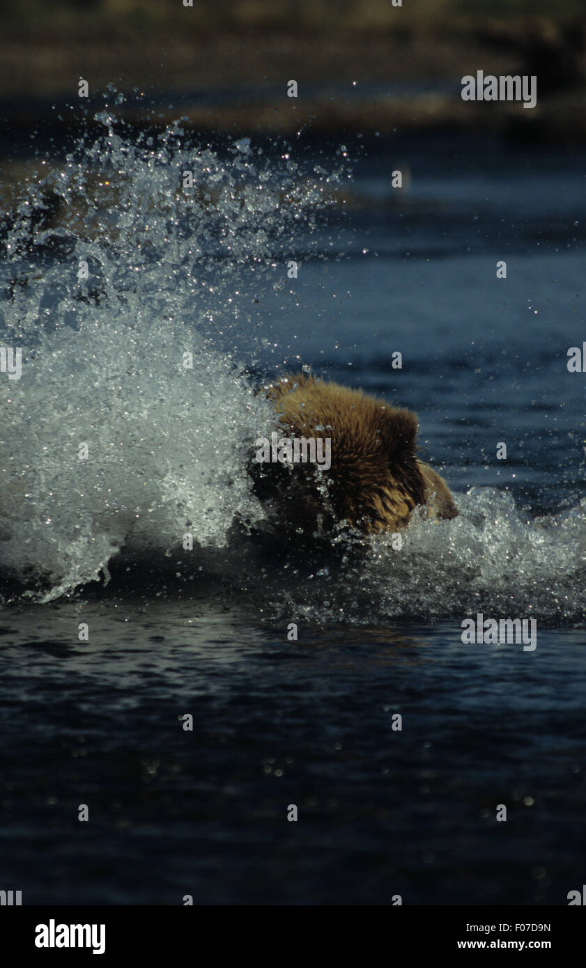 Grizzly Bear Alaskan planschen im Wasser, wie sie einen Fisch fängt Stockfoto