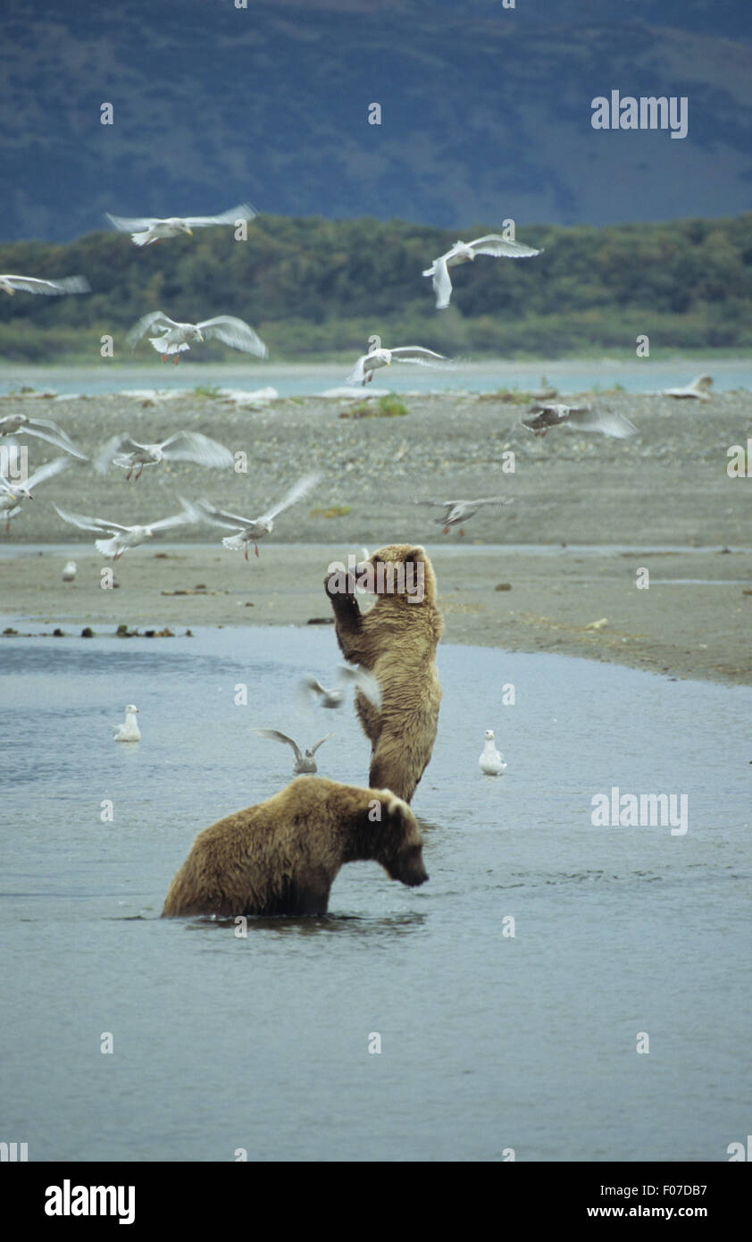 Grizzly Bear Alaskan zwei stehen aufrecht ein sitzen im seichten Fluss Lachs suchen Stockfoto