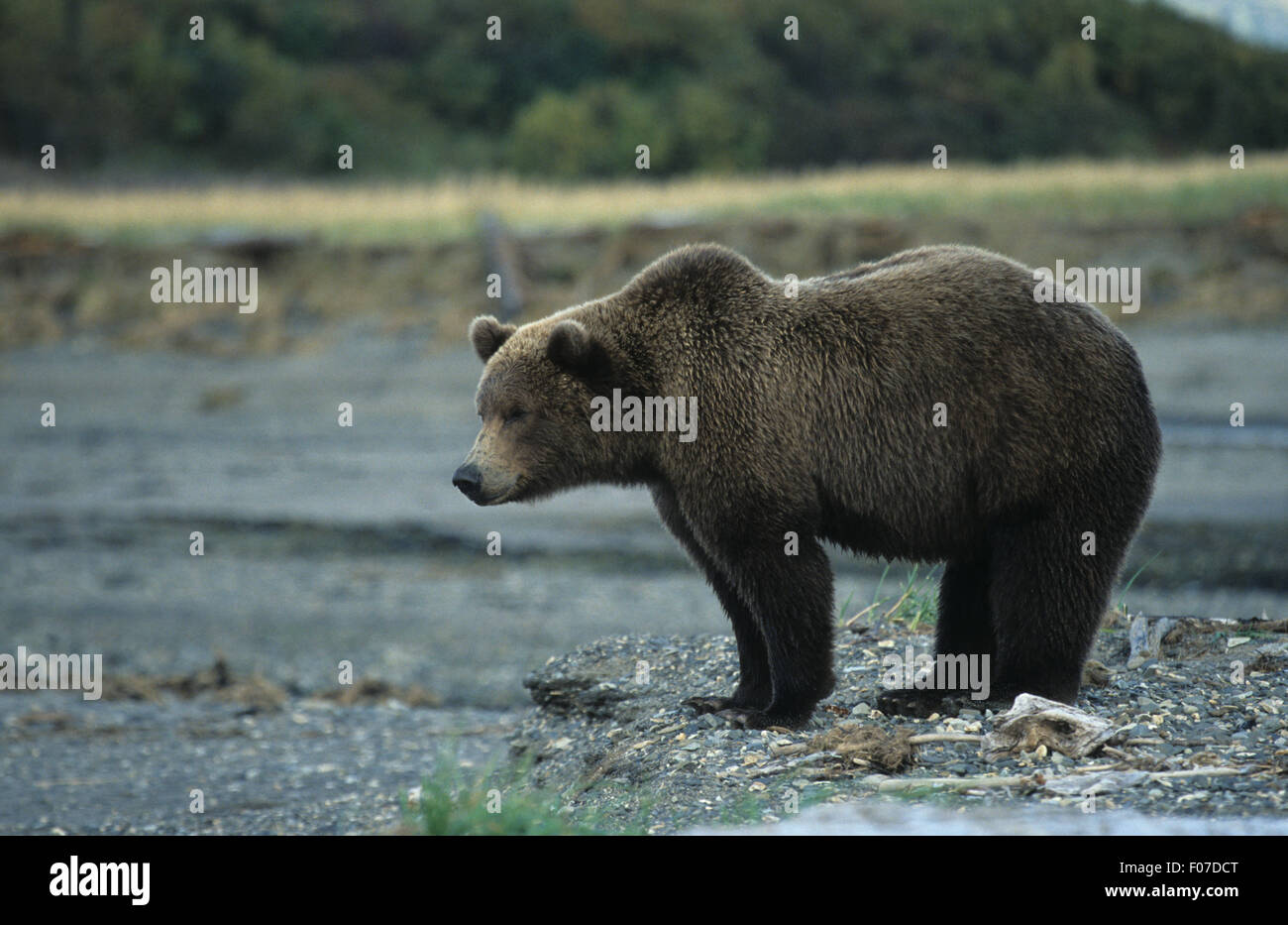 Grizzly Bear Alaskan genommen im Profil suchen übrig bleibt am Sandstrand Stockfoto