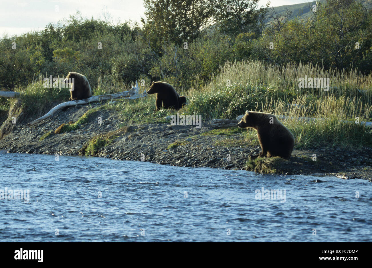 Grizzly Bear Alaskan drei trägt alle sitzen an einem Flussufer in den Fluss Fische suchen Stockfoto