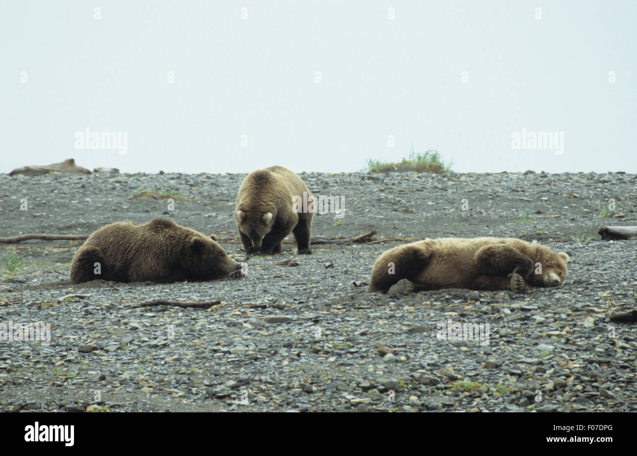 Grizzly Bear Alaskan drei trägt zusammen am steinigen Strand Ruhe liegen Stockfoto