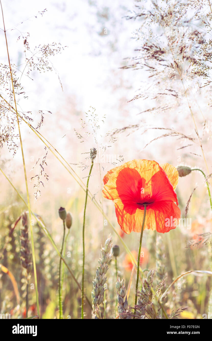 Wilde Wiese mit Mohn Blumen bei Sonnenaufgang, Natur Hintergrund mit geringen Schärfentiefe. Stockfoto