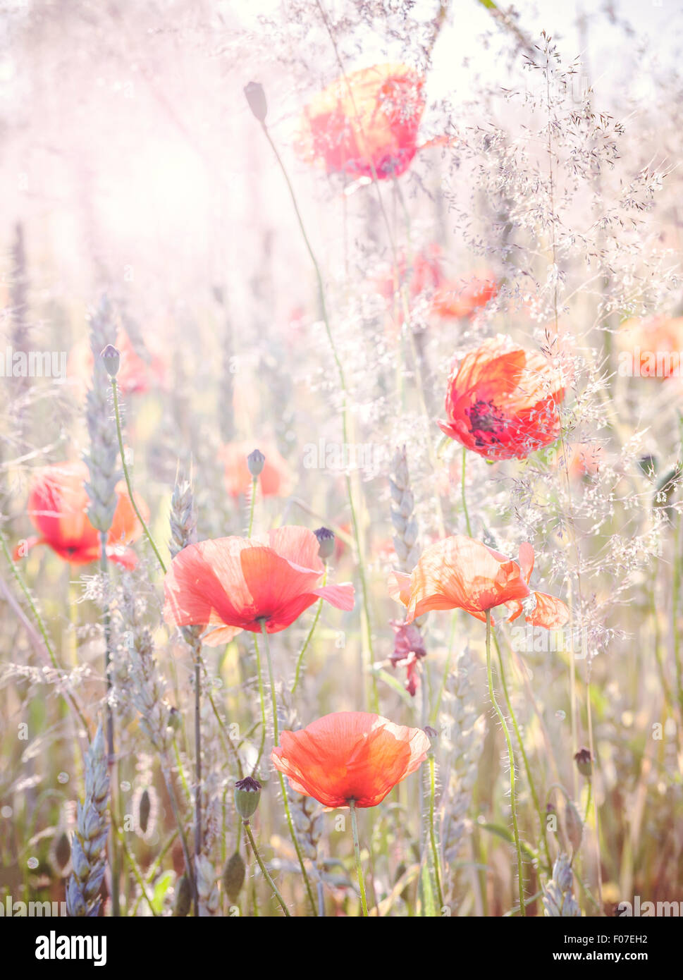 Retro Vintage gefiltert Wilde Wiese mit Mohn Blumen bei Sonnenaufgang, Natur Hintergrund mit geringen Schärfentiefe. Stockfoto