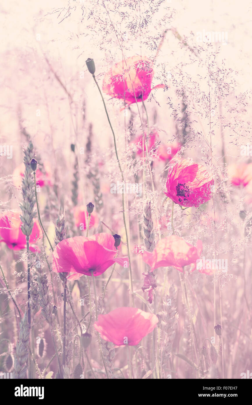 Retro Vintage gefiltert Wilde Wiese mit Mohn Blumen bei Sonnenaufgang, Natur Hintergrund mit geringen Schärfentiefe. Stockfoto