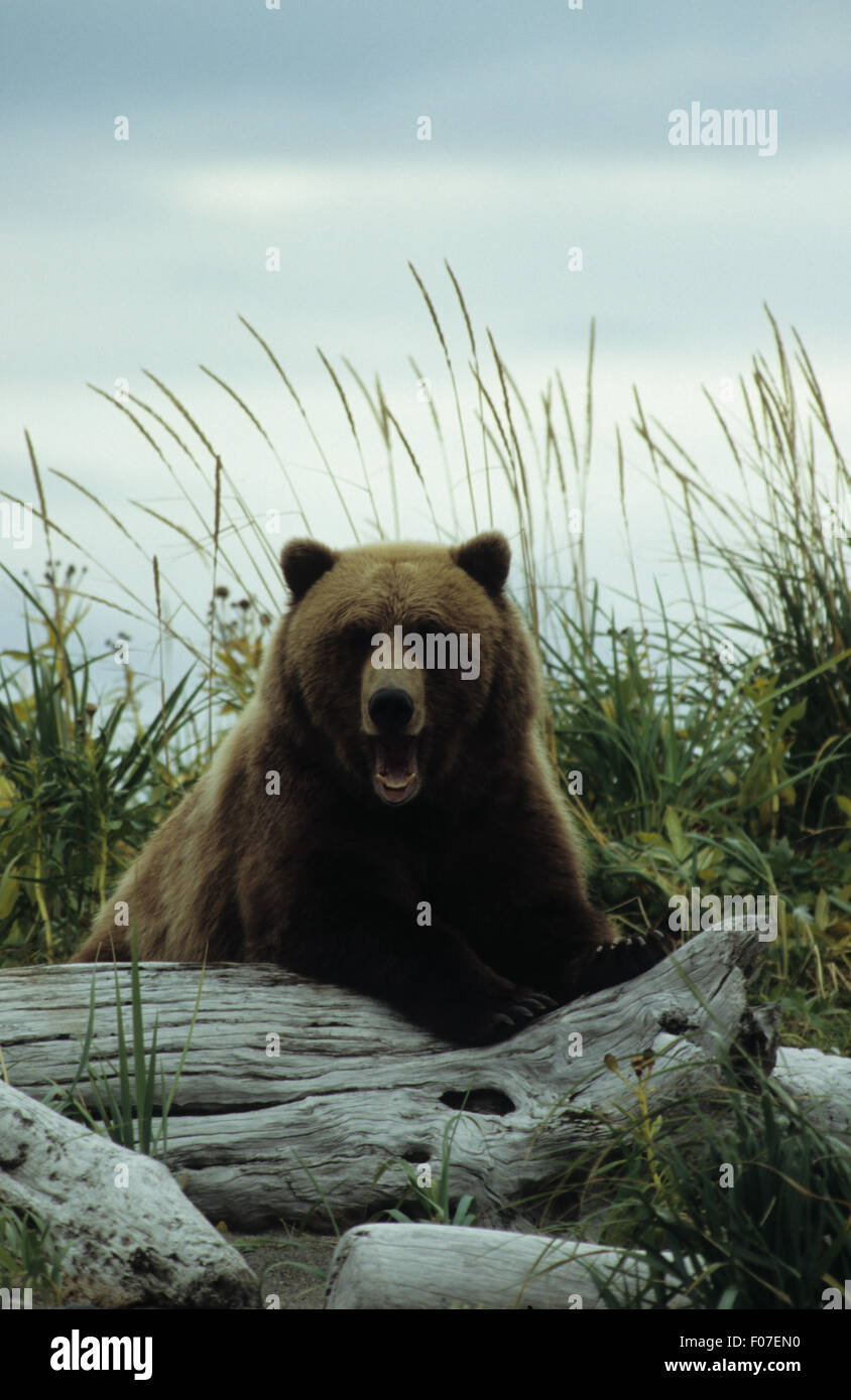 Grizzly Bear Alaskan entnommen Front Blick in die Kamera ruht auf Log Mund öffnen Gähnen Stockfoto