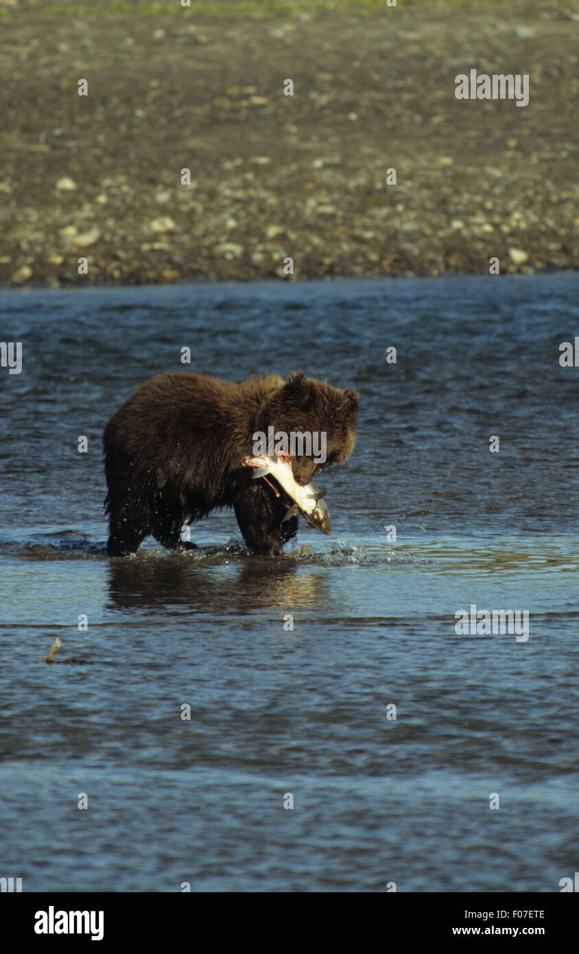 Grizzly Alaskan kleine Bärenjunge im Profil nach rechts stehend im Fluss mit Lachs in Mund genommen Stockfoto