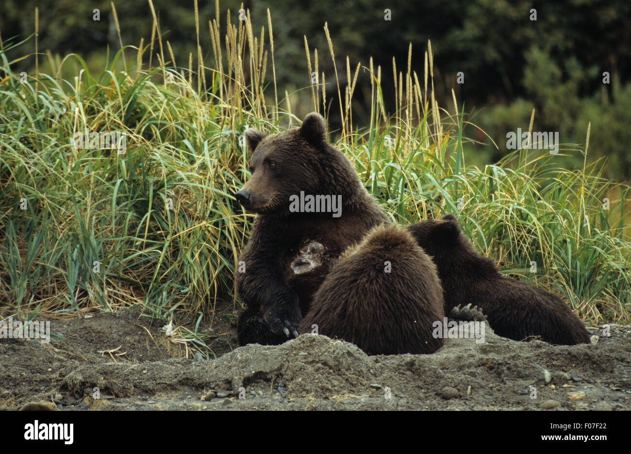 Grizzly Bären Alaskas in Tagesbett nach links im Sand mit zwei jungen Jungen Fütterung von ihr sitzen Stockfoto