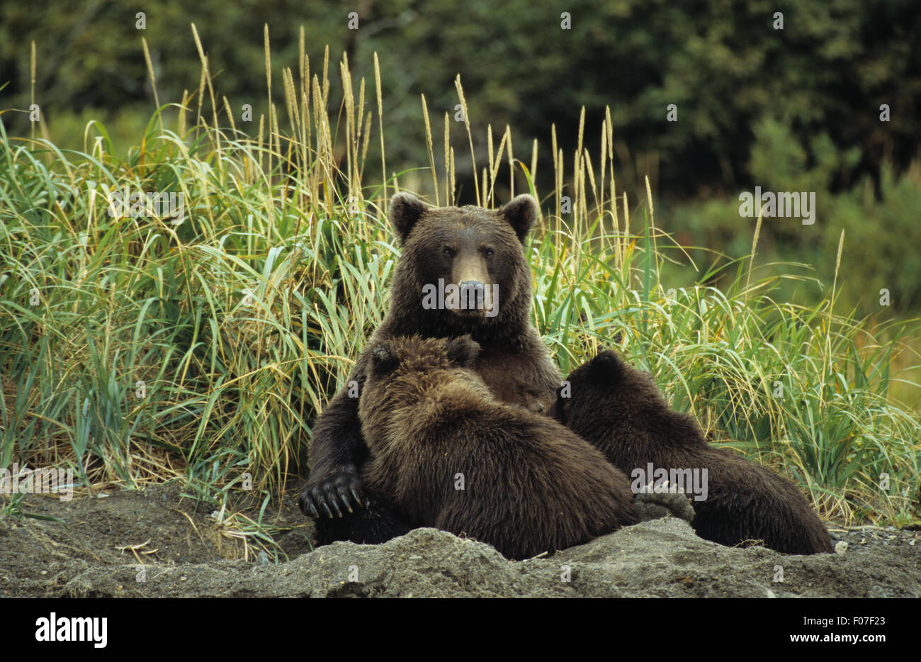 Grizzly Bären Alaskas in Tagesbett im Sand, Blick in die Kamera mit zwei jungen Jungen Fütterung von ihr sitzen Stockfoto