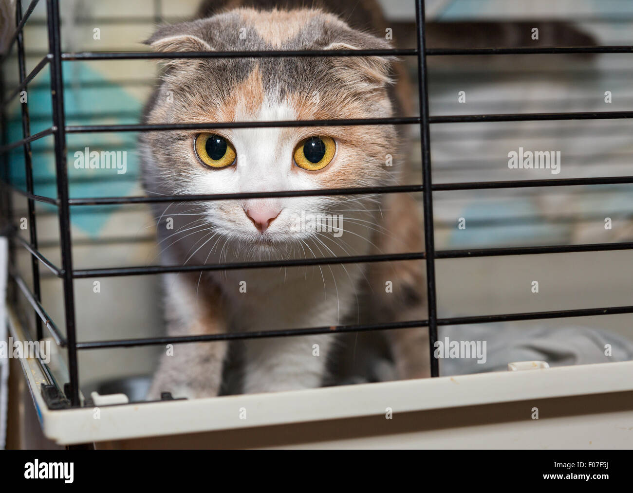 Schöne hängeohrigen Katze in einen Käfig Tierheim Stockfoto