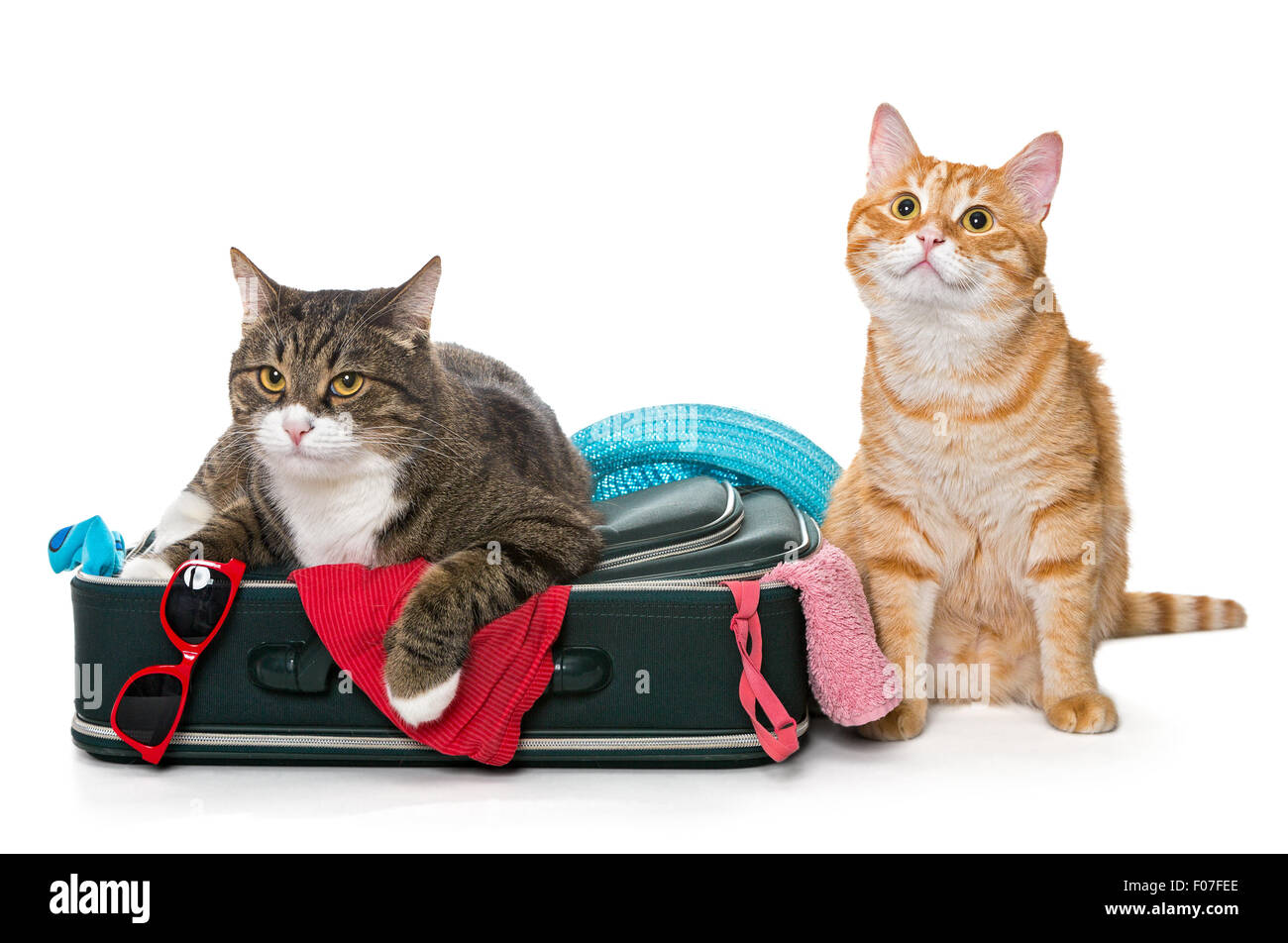 Zwei gestreifte Katze liegend mit einem Koffer für eine Urlaubsreise. isoliert auf weiss Stockfoto