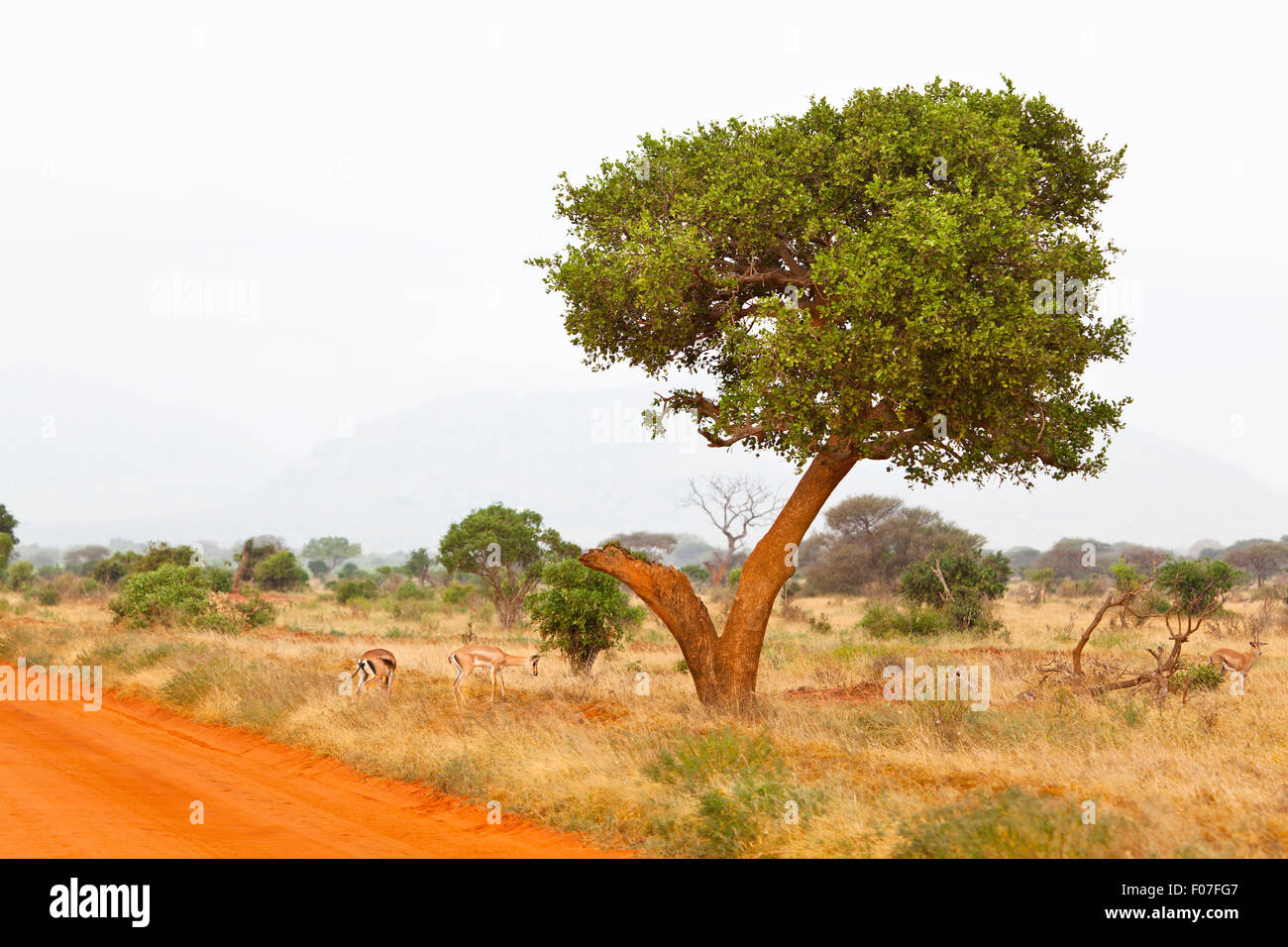 Grant Gazellen in Tsavo East Nationalpark, Kenia Stockfoto