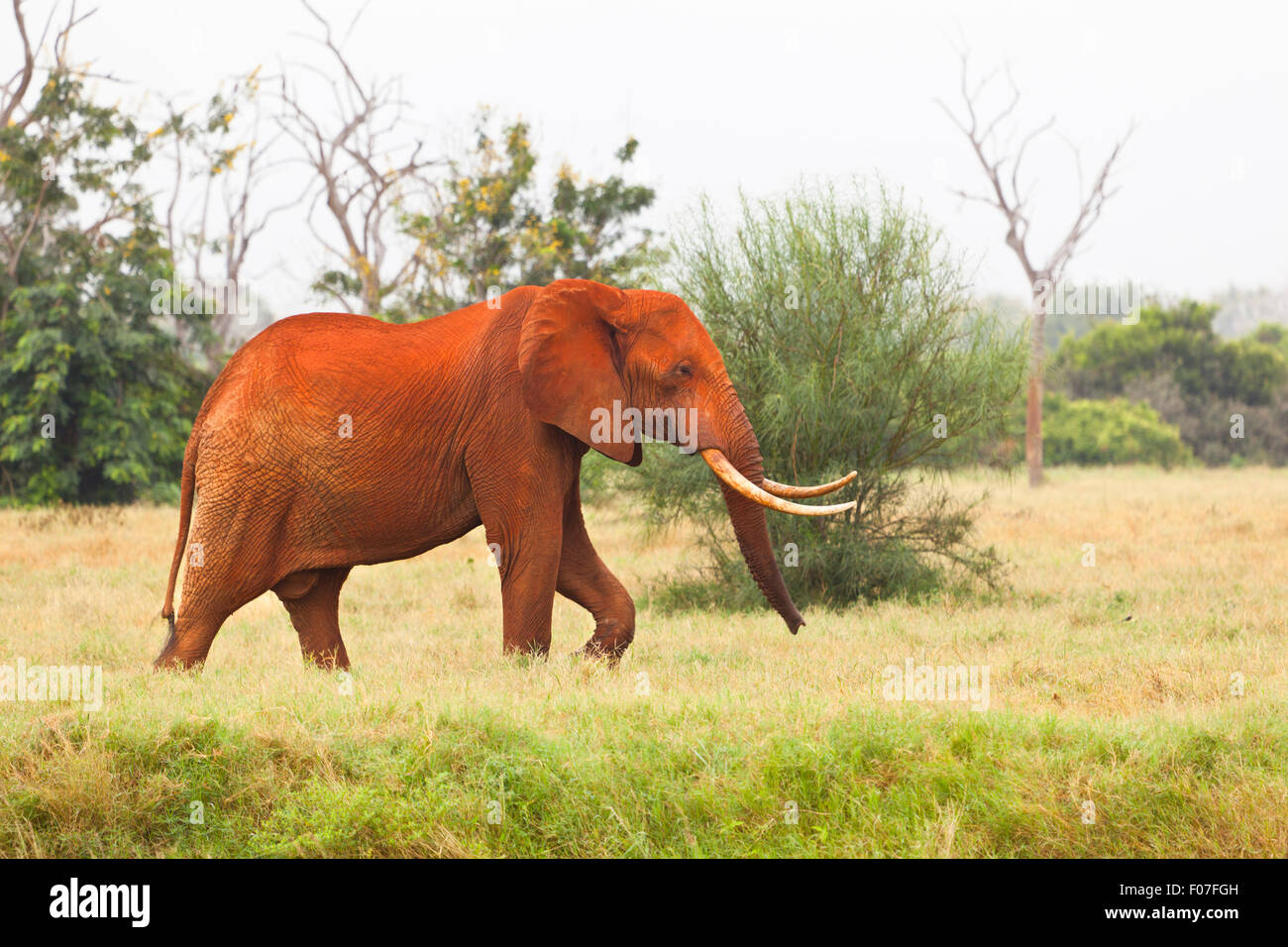 Eine rote schmutzig afrikanischen Elefanten im Tsavo East National Park in Kenia. Stockfoto