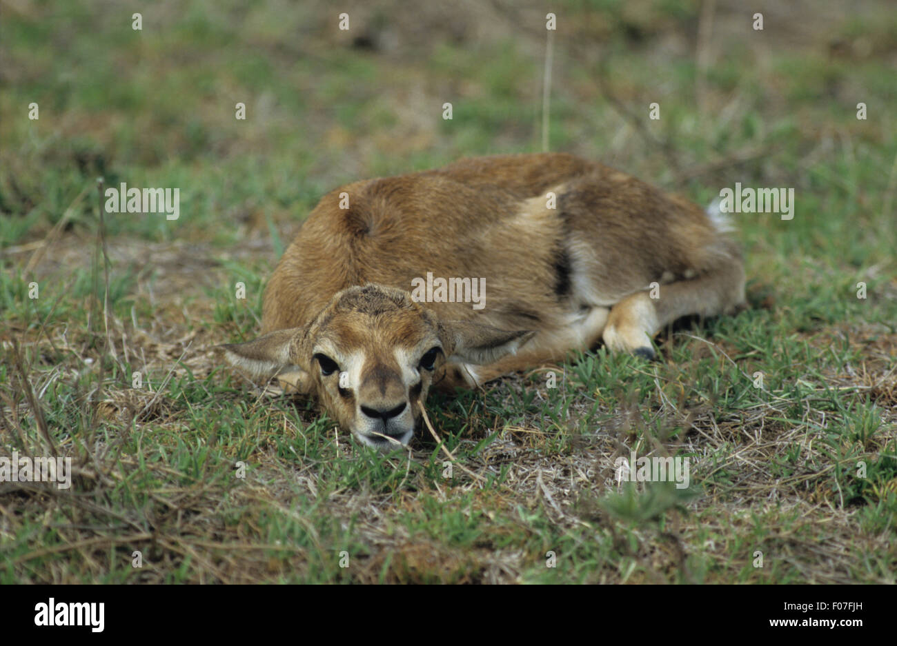 Impala junges Kalb liegend auf dem Serengeti Rasen nieder landet Blick in die Kamera Stockfoto