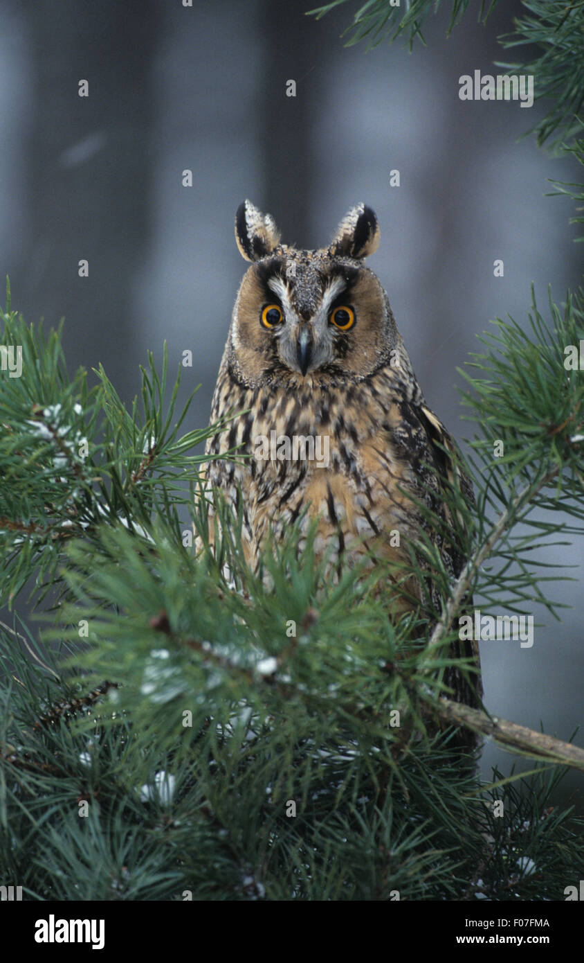 Lange Eared Owl genommen aus der vorderen Betrachtung Kameraaugen weiten, offenen Ohren angehoben Blick hinter Tanne mit Schnee bedeckt Stockfoto