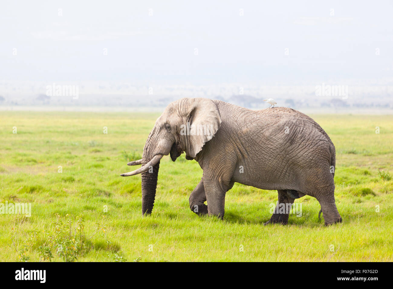 Elefantenvogel Fotos und Bildmaterial in hoher Auflösung Alamy