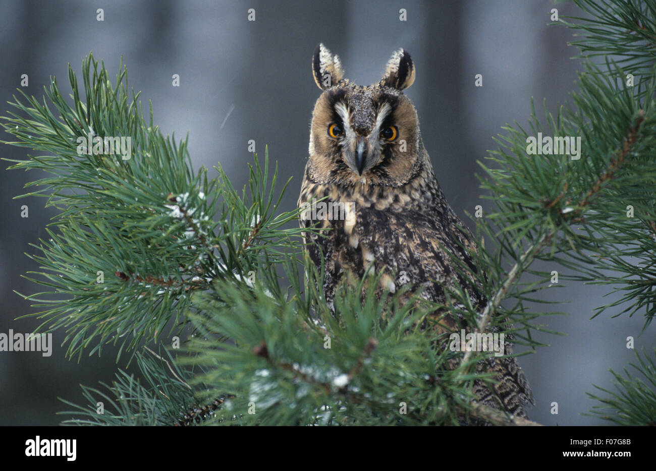 Lange Eared Owl vom vorderen Blick in Kamera Ohren erhöhte weit aufgerissene Augen Blick hinter Tannen mit Schnee bedeckt Stockfoto Lange Eared Owl vom vorderen Blick in Kamera Ohren erhöhte weit aufgerissene Augen Blick hinter Tannen mit Schnee bedeckt Stockfoto