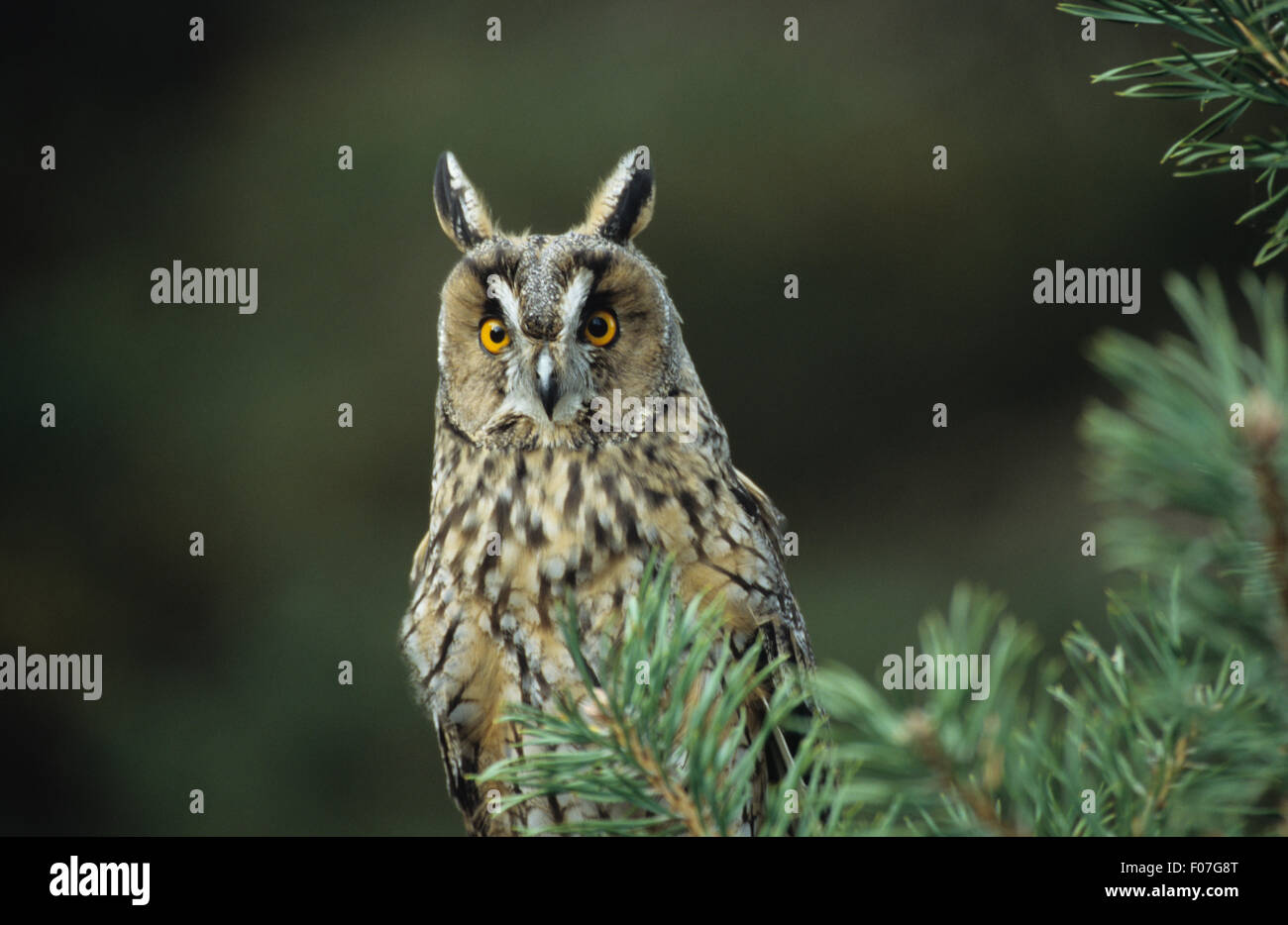 Lange Eared Owl vom vorderen Augen weiten, offenen Blick in Kamera Ohren angehoben Blick hinter Tanne Stockfoto Lange Eared Owl vom vorderen Augen weiten, offenen Blick in Kamera Ohren angehoben Blick hinter Tanne Stockfoto