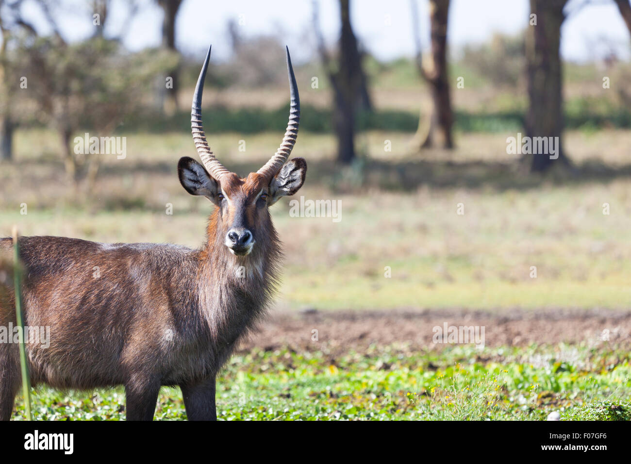 Ein Wasserbock am Lake Naivasha in Kenia. Stockfoto