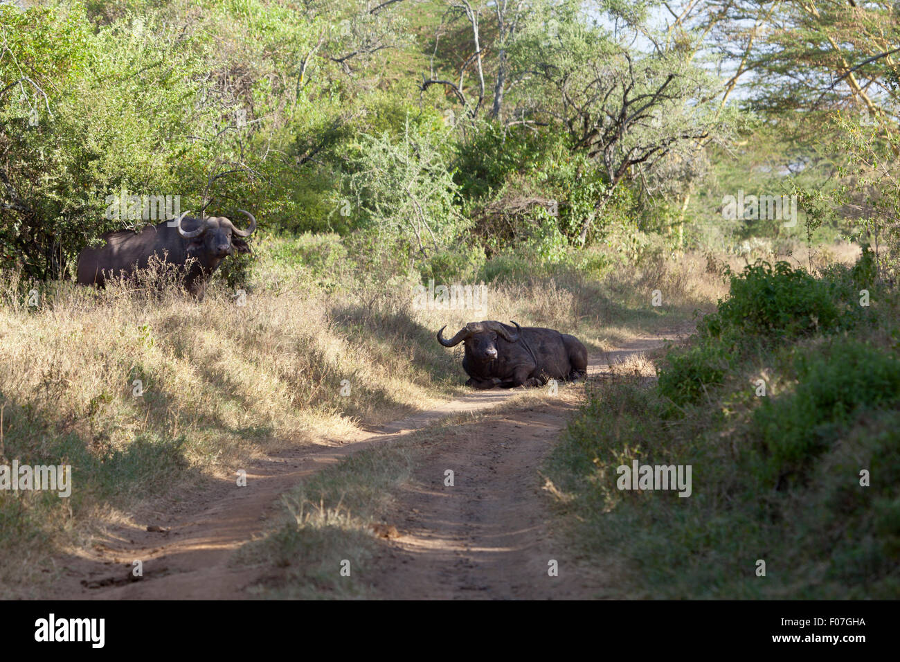 Ein Mittel, Kaffernbüffel, die Sperrung der Straße in Nakuru Nationalpark in Kenia suchen. Stockfoto