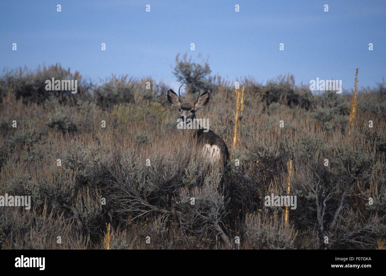 Maultier-Rotwild von hinten im Rückblick auf die Kamera stehend in hohen Salbei Pinsel genommen Stockfoto