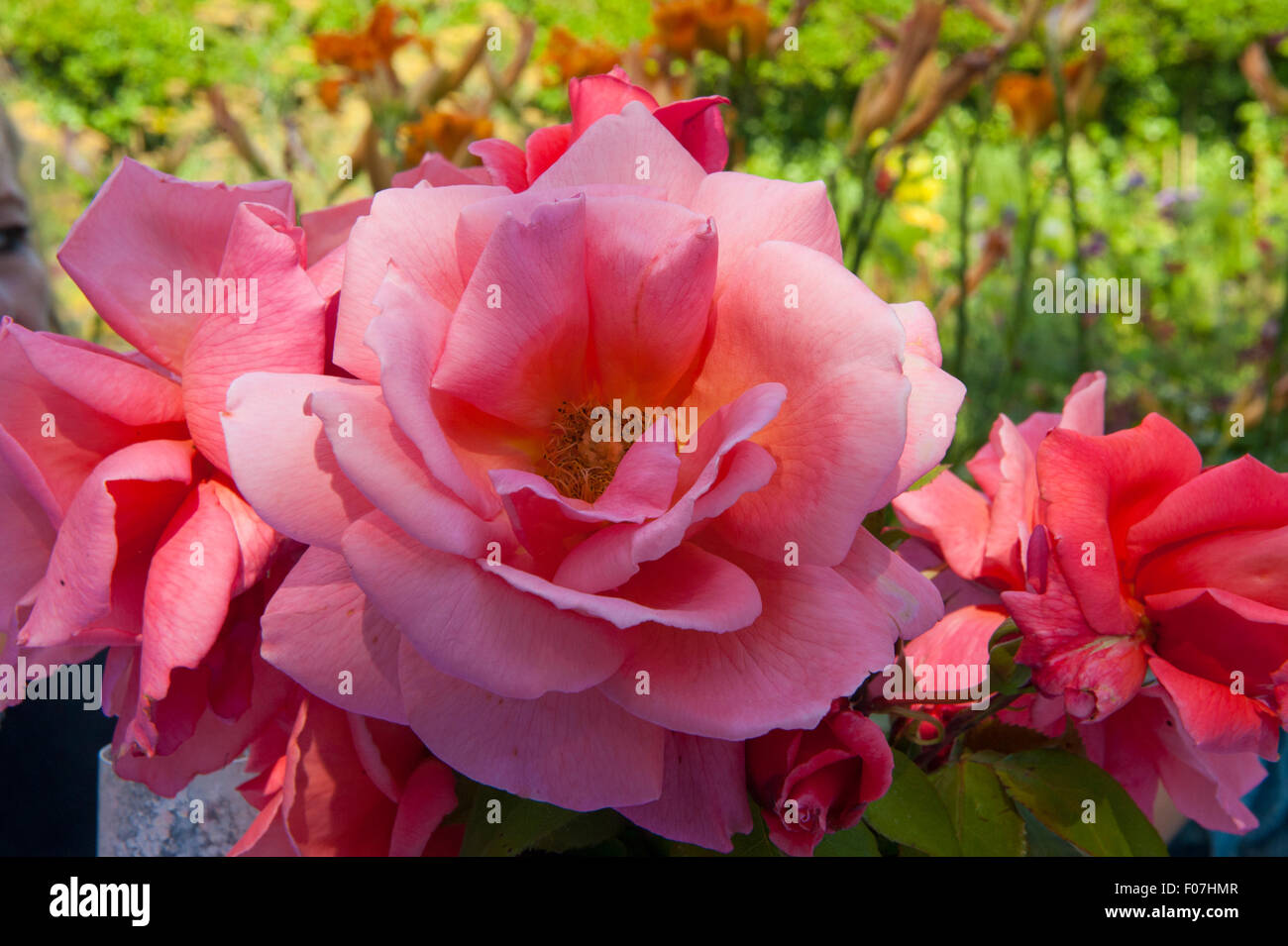 Eine große helle rosa Rose in einem englischen Landhaus-Garten Stockfoto