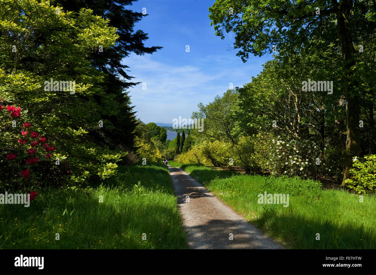 Weg läuft durch Magnolien auf dem Fluss Suir, Mount Congreve Gardens, in der Nähe von Kilmeaden, Grafschaft Waterford, Irland Stockfoto