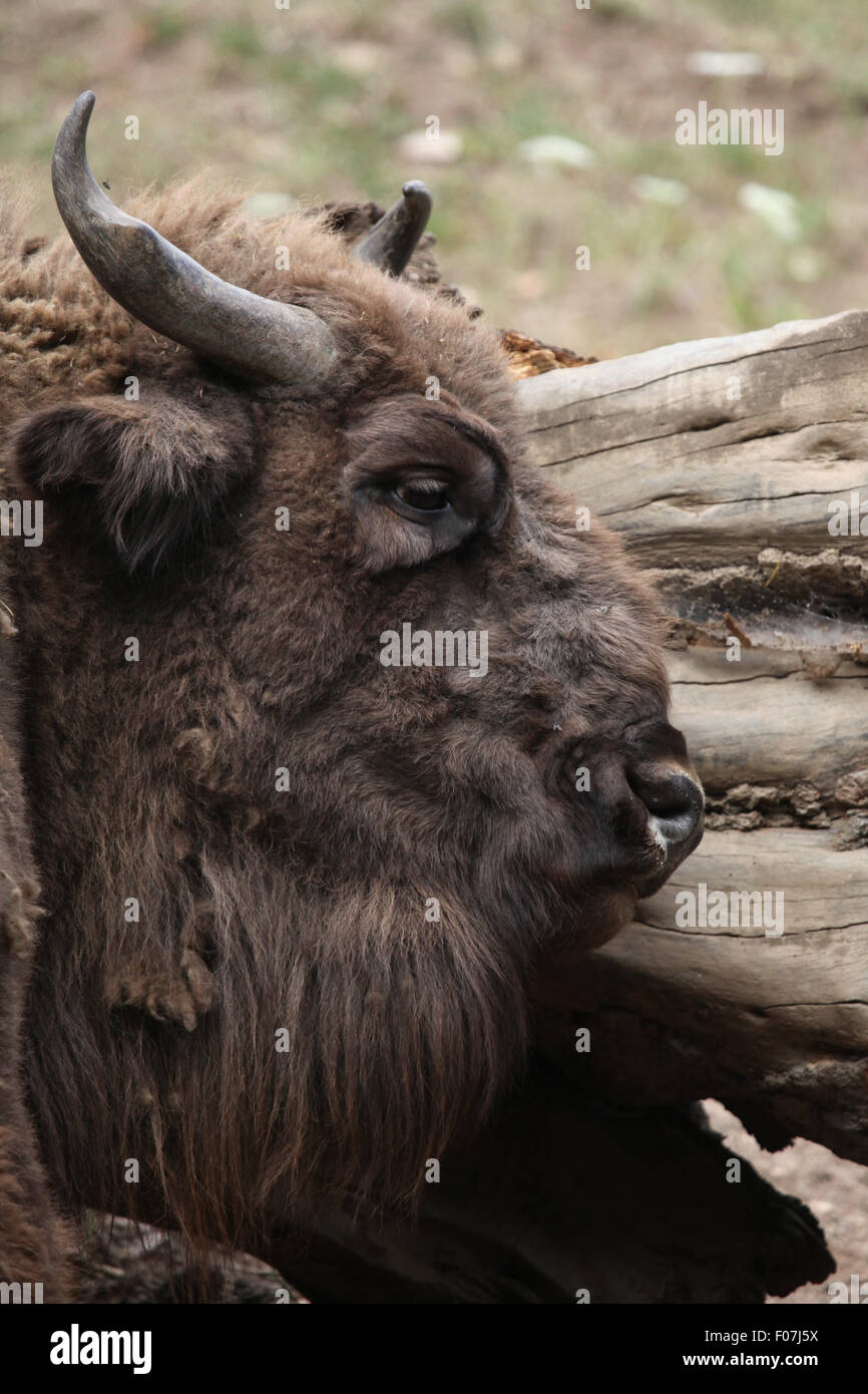 Europäische Bison (Bison Bonasus), auch bekannt als der Wisent im Zoo von Chomutov in Chomutov, Nord-Böhmen, Tschechische Republik. Stockfoto