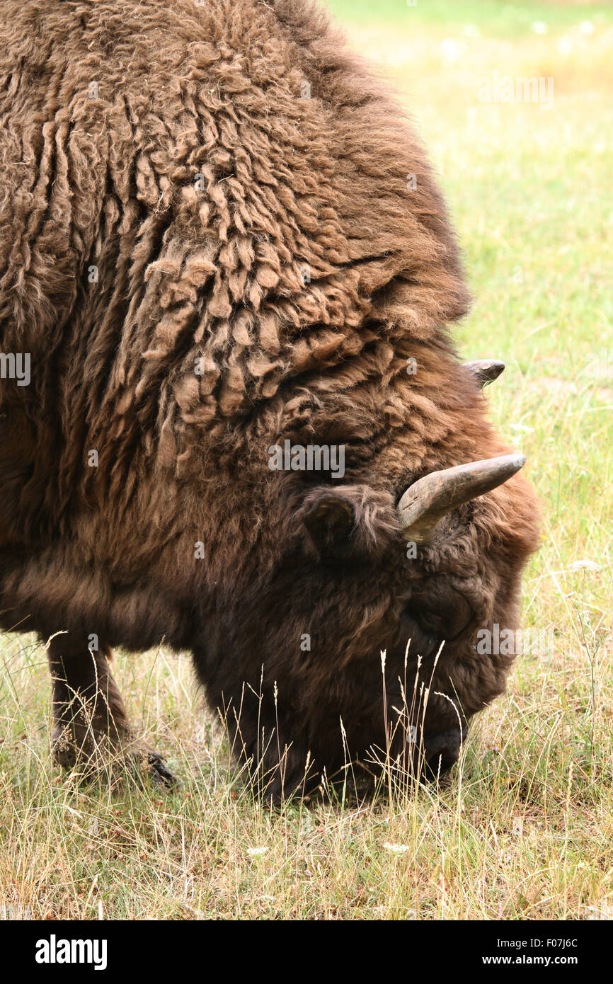 Europäische Bison (Bison Bonasus), auch bekannt als der Wisent im Zoo von Chomutov in Chomutov, Nord-Böhmen, Tschechische Republik. Stockfoto