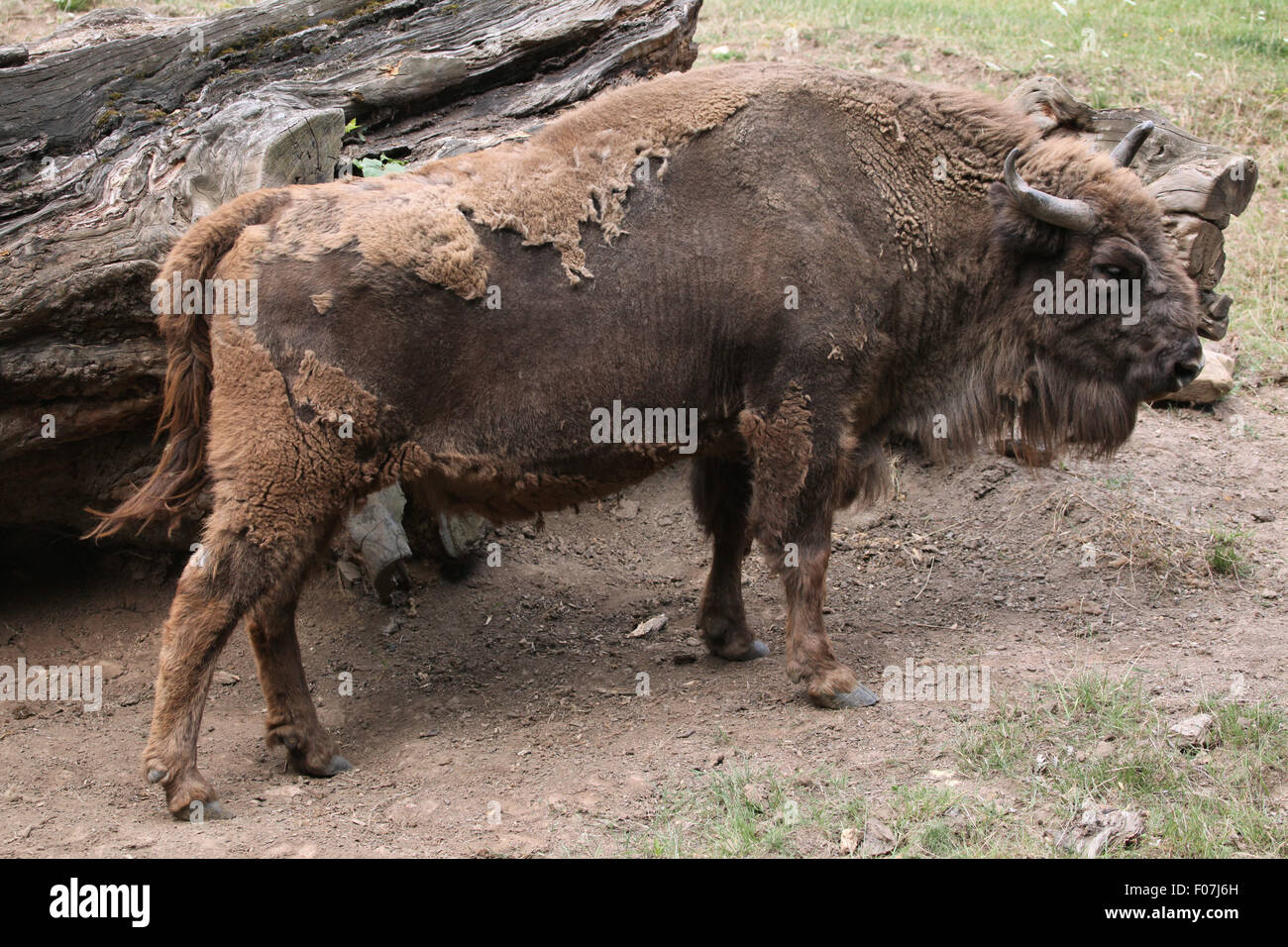 Europäische Bison (Bison Bonasus), auch bekannt als der Wisent im Zoo von Chomutov in Chomutov, Nord-Böhmen, Tschechische Republik. Stockfoto