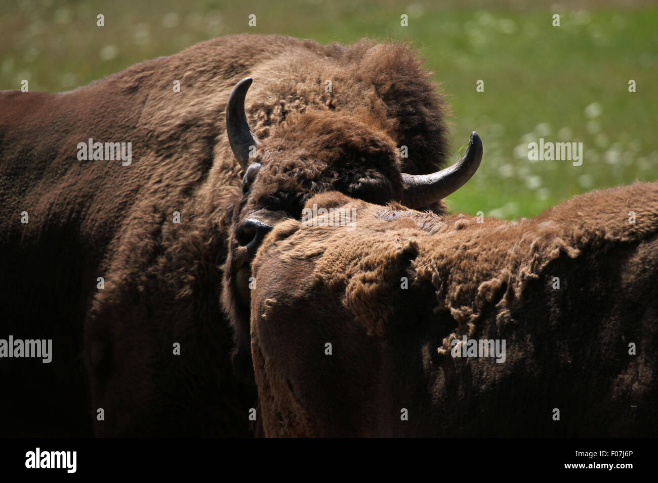 Europäische Bison (Bison Bonasus), auch bekannt als der Wisent im Zoo von Chomutov in Chomutov, Nord-Böhmen, Tschechische Republik. Stockfoto