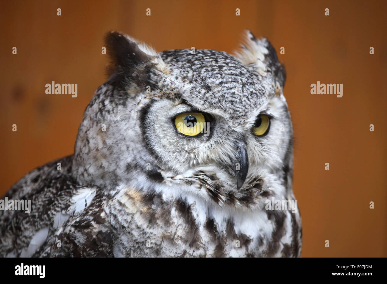 Große gehörnte Eule (Bubo Virginianus), auch bekannt als die Eule Tiger im Zoo von Jihlava in Jihlava, Ostböhmen, Tschechien. Stockfoto