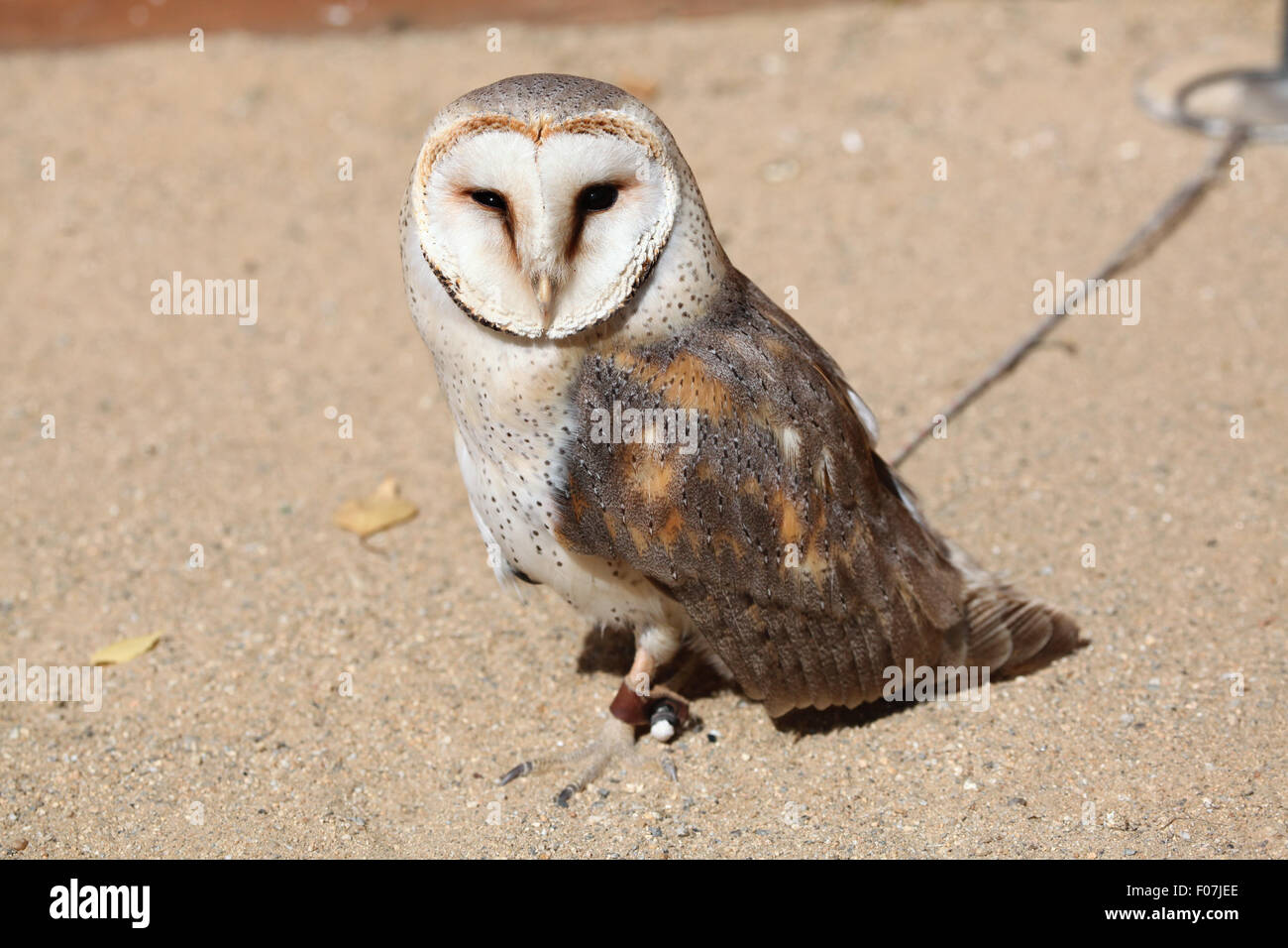 Schleiereule (Tyto Alba) im Zoo von Jihlava in Jihlava, Ostböhmen, Tschechien. Stockfoto