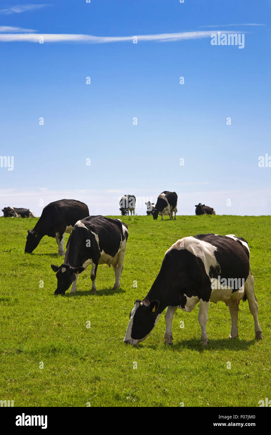 Friesische Rinder, Grafschaft Waterford, Irland Stockfoto