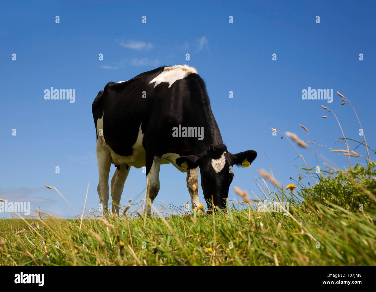 Friesische Rinder, Grafschaft Waterford, Irland Stockfoto