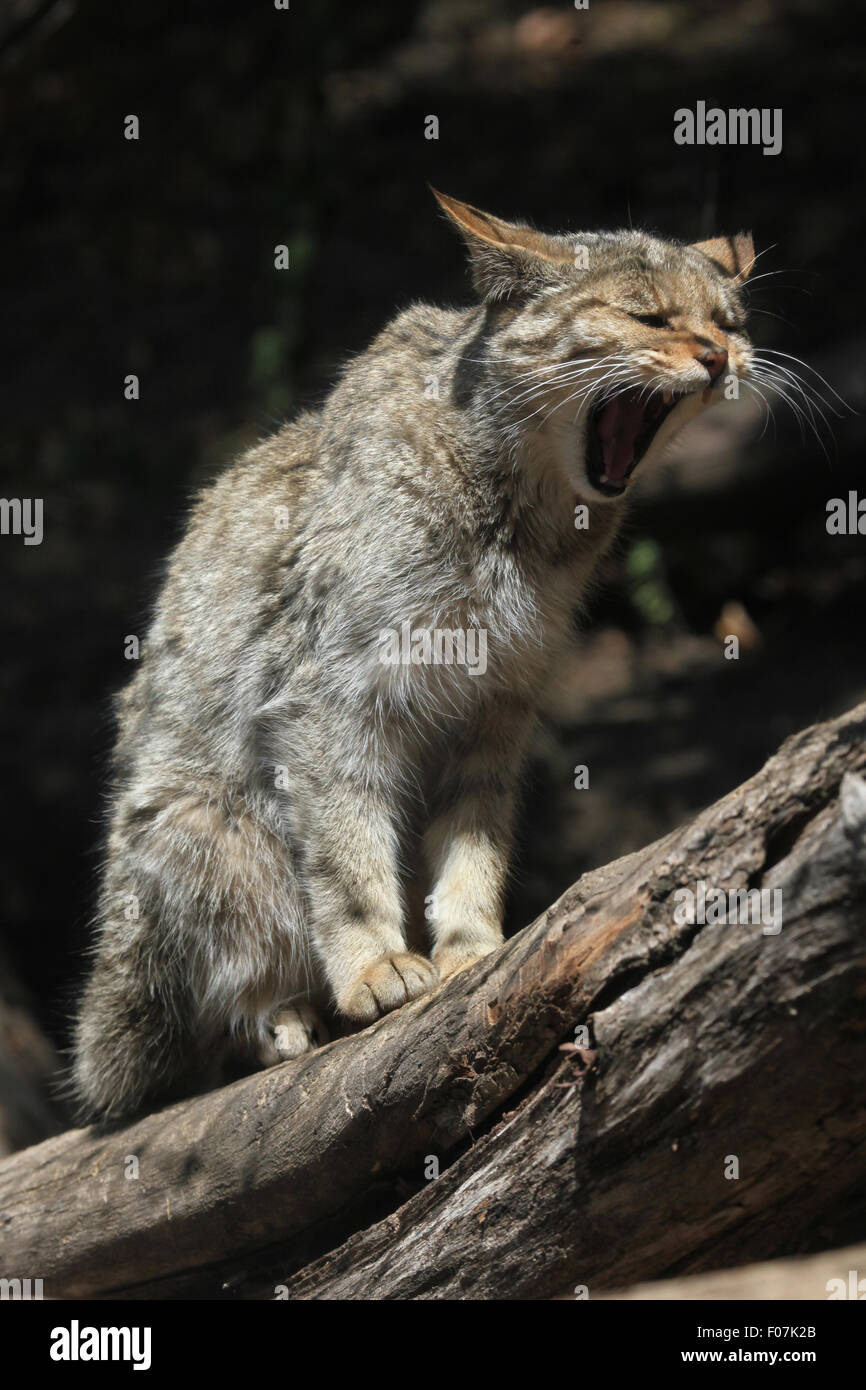 Europäische Wildkatze (Felis Silvestris Silvestris) im Zoo von Jihlava in Jihlava, Ostböhmen, Tschechien. Stockfoto